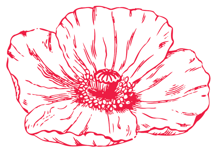 Poppy Flower Drawing