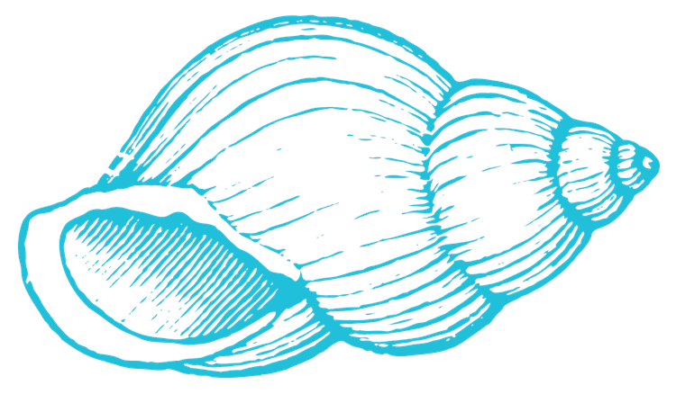 Sea Shell