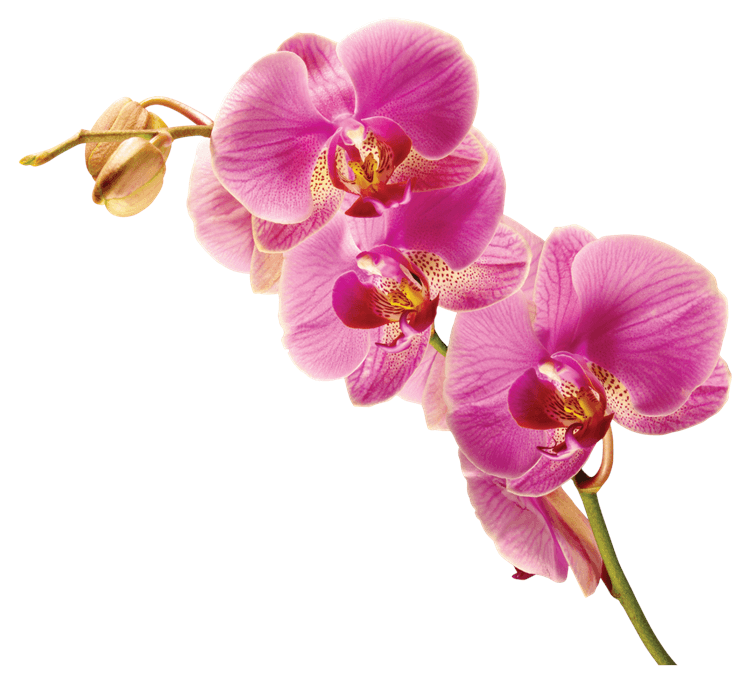 Radiant Orchid Flower Stem