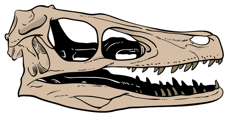 Raptor Dinosaur Skull