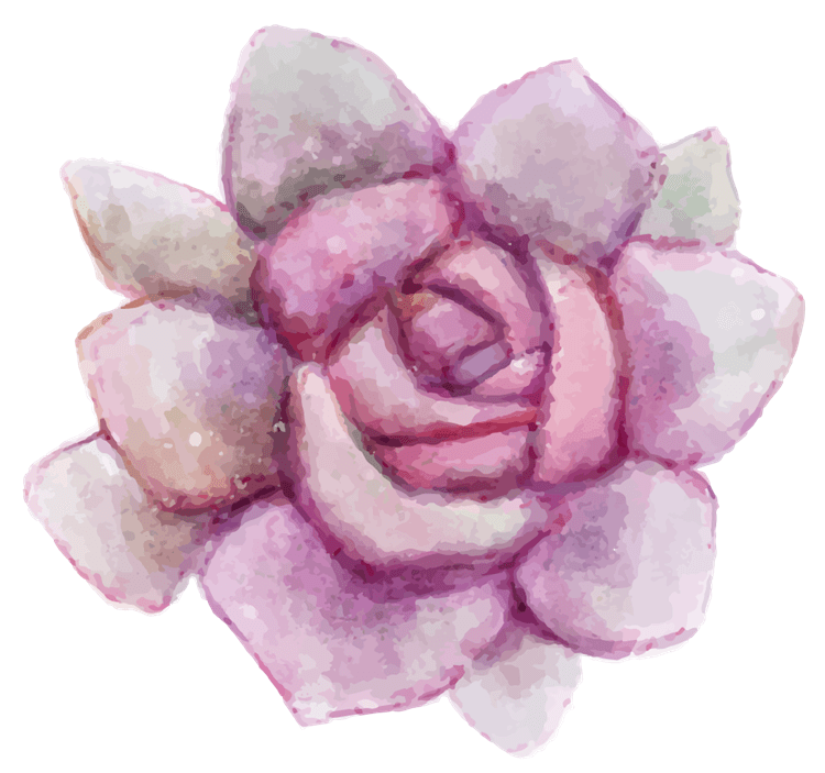 Purple Succulent Flower