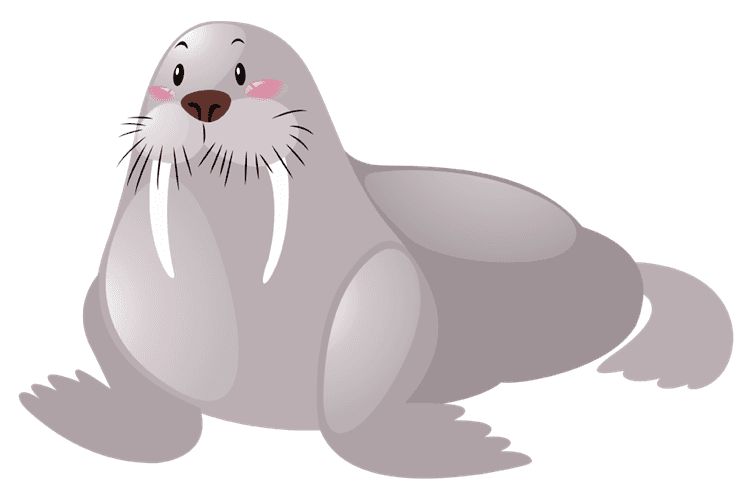 Walrus