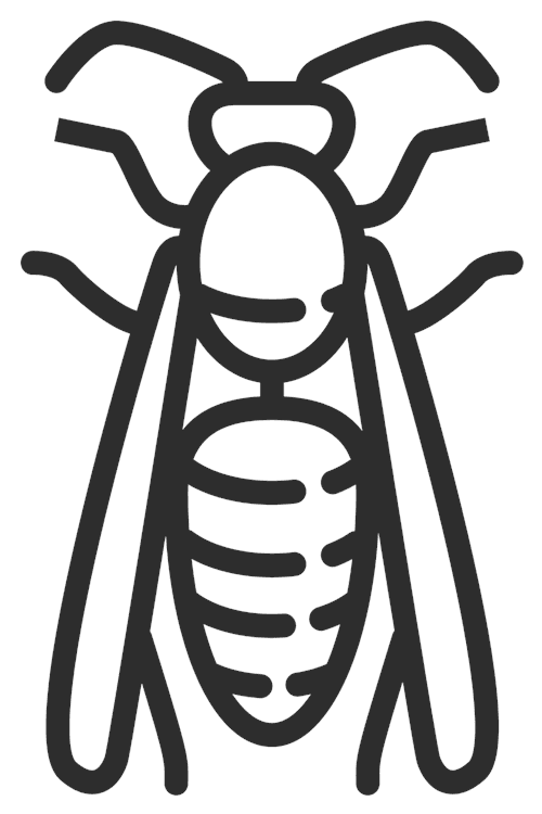 Cockroach Outline