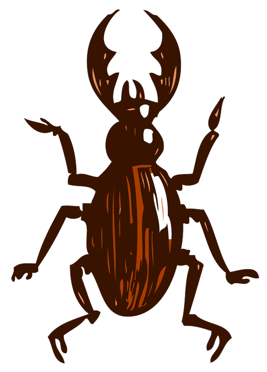 Beetle