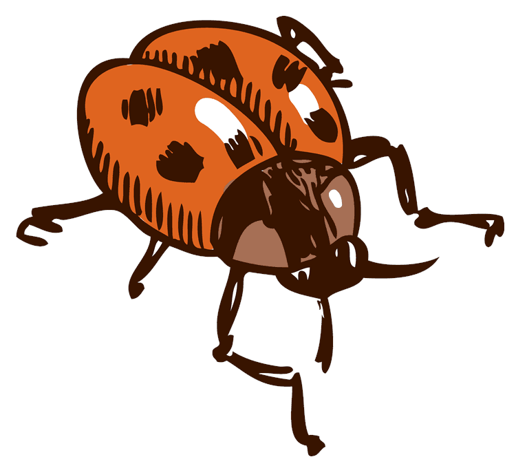 Ladybug