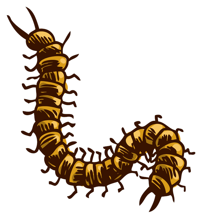 Centipede