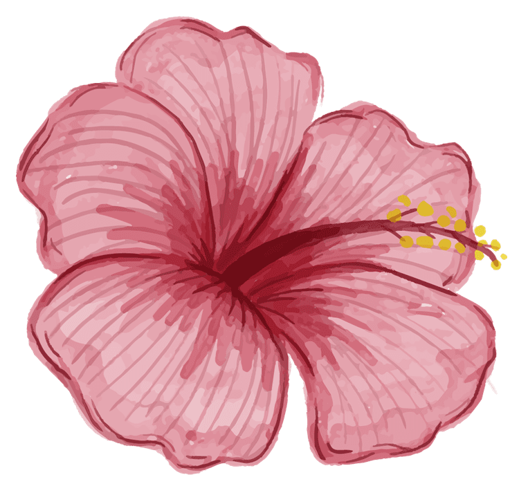 Pink Hibiscus Flower