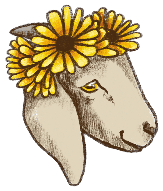Daisy Goat