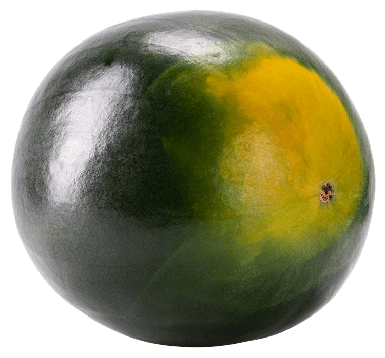 Watermelon Whole 2