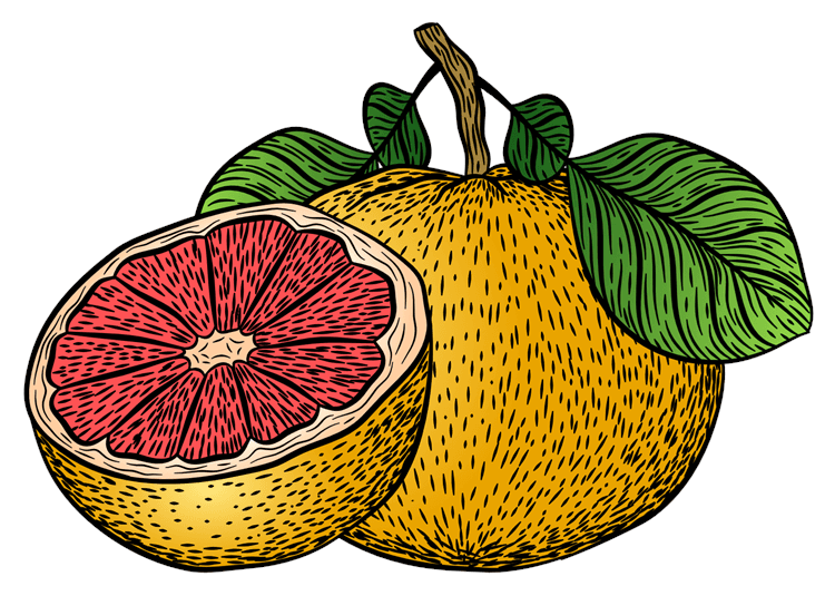 Grapefruit Illustration