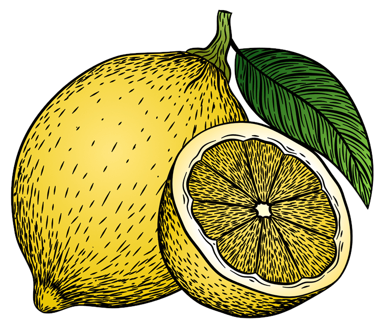 Lemon Illustration