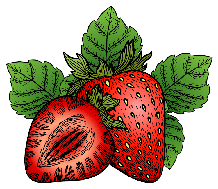 Strawberry Illustration