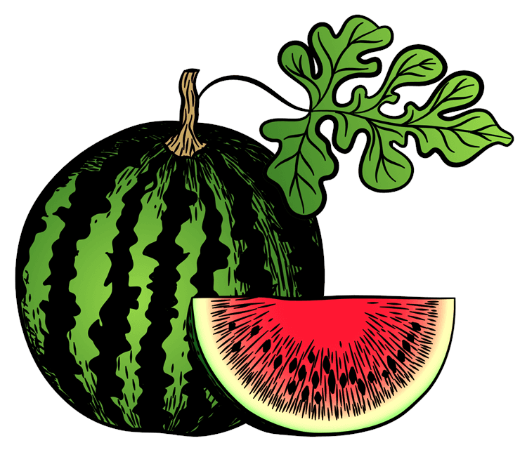 Watermelon Illustration