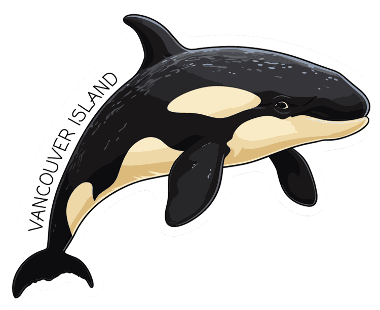 Vancouver Island Orca