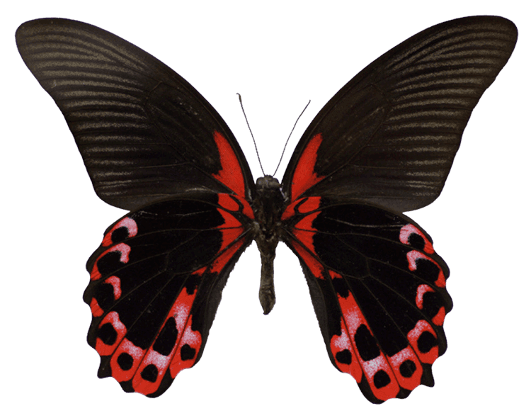 Black and Red Butterfly