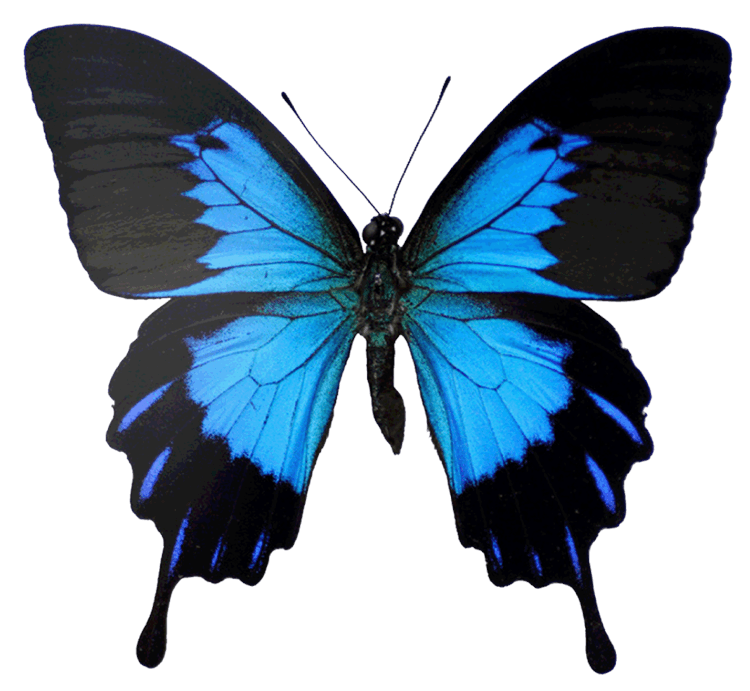 Black and Blue Ulysses Butterfly