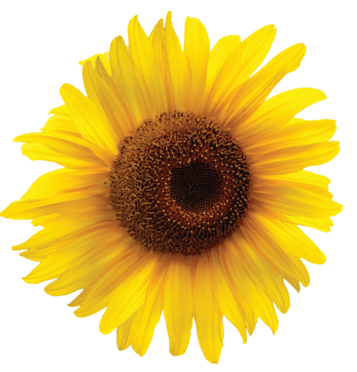 Yellow Sunflower