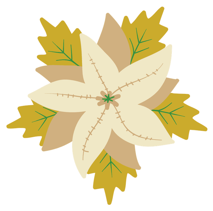 White Poinsettia Christmas Flower 