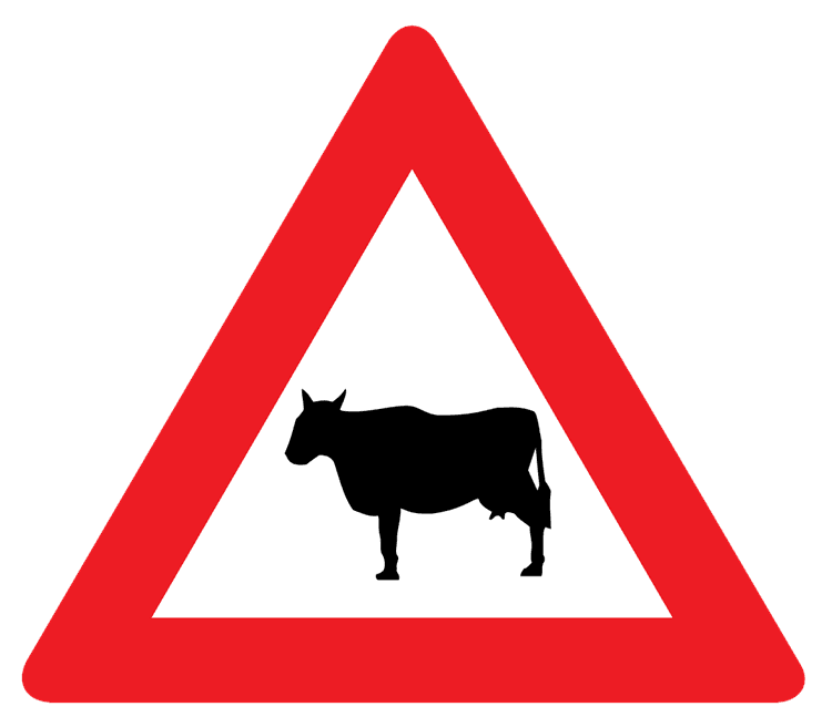cows